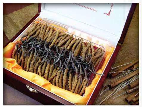 浩口镇冬虫夏草回收